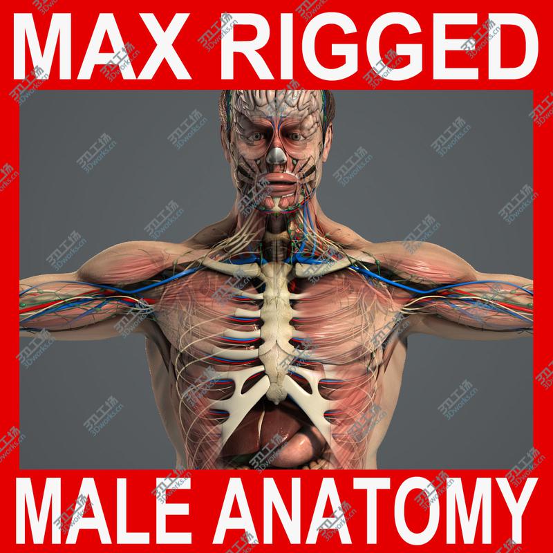 images/goods_img/20210113/3DS MAX RIGGED Complete Male Anatomy PACK/1.jpg